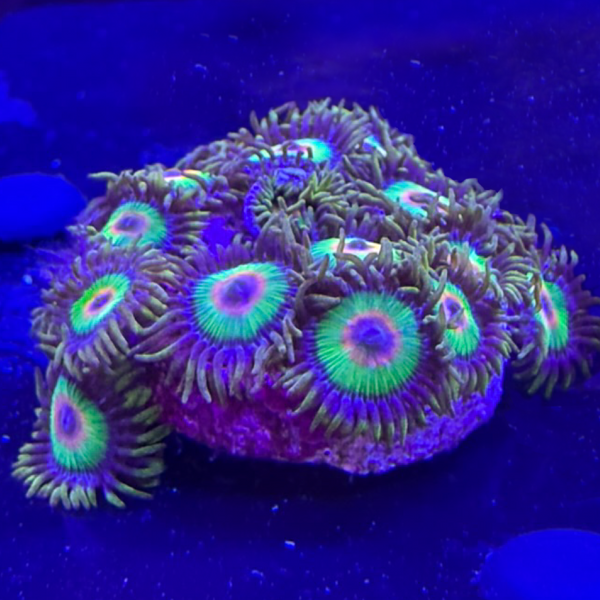 Rasta Zoa | WYSIWYG | 10+ Polyp